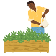 A cartoon image of a smiling Black man wearing a yellow shirt using a watering can to water a green planter box. 